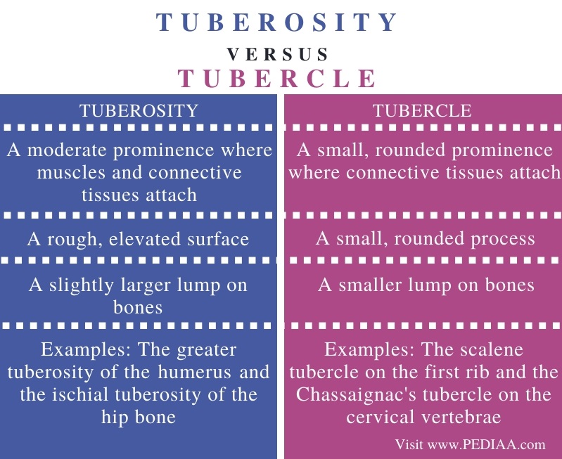 Difference Between Tuberosity and Tubercle - Comparison Summary