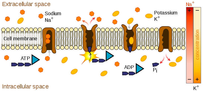 Difference Between ATPase and ATP Synthase