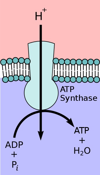 What is the Difference Between ATPase and ATP Synthase - Pediaa.Com