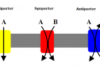 Difference Between Active Transport and Group Translocation