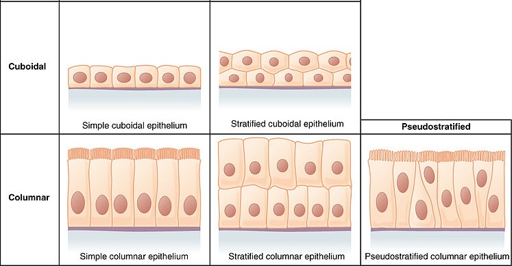 Difference Between Cuboidal and Columnar Cells