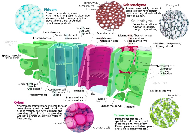 Main Difference - Dermal Vascular vs Ground Tissue