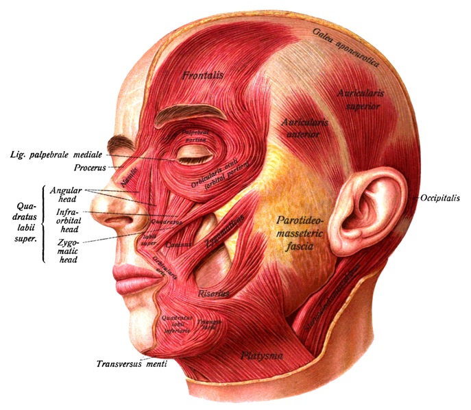 What Is The Difference Between Epimysium And Fascia Pediaa Com