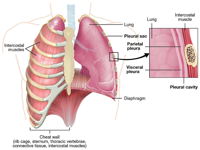 What Is The Difference Between Epimysium And Fascia Pediaa Com