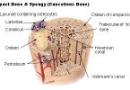 What is the Difference Between Osteons and Osteocytes
