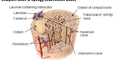 What is the Difference Between Osteons and Osteocytes