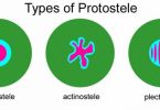 Difference Between Protostele and Plectostele