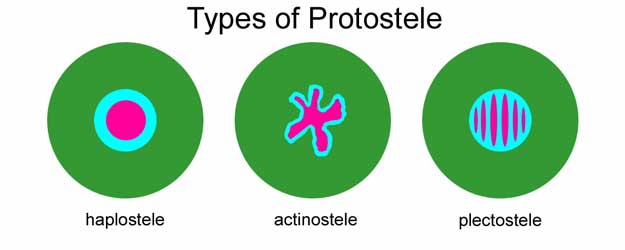 Difference Between Protostele and Plectostele
