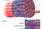 Difference Between Sarcolemma and Sarcoplasmic Reticulum