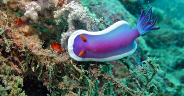 What is the Difference Between Sea Slug and Sea Cucumber