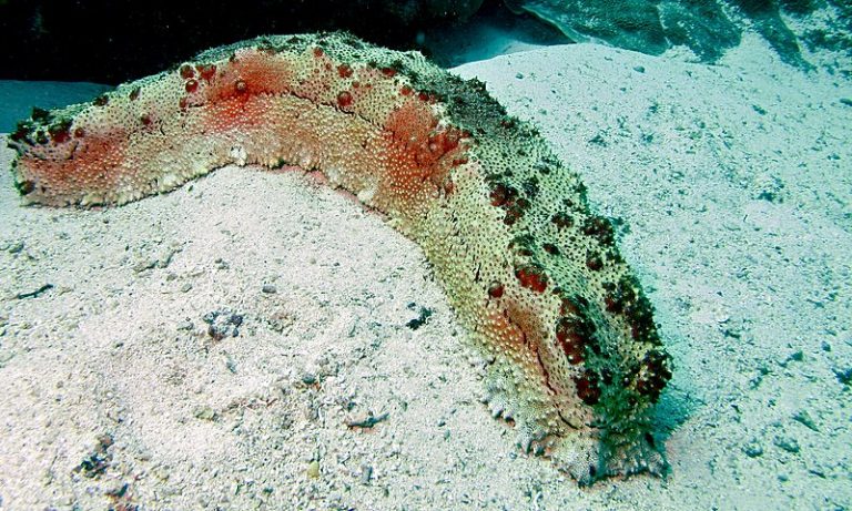 What is the Difference Between Sea Slug and Sea Cucumber - Pediaa.Com