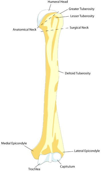 Difference Between Tuberosity and Tubercle