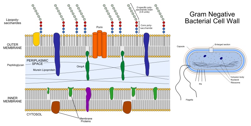 Difference Between Endotoxin Enterotoxin and Exotoxin