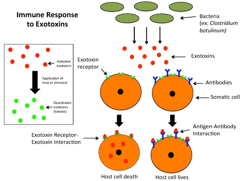 Main Difference - Endotoxin Enterotoxin vs Exotoxin