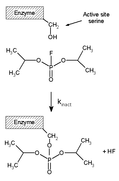 Main Between - Reversible vs Irreversible Enzyme Inhibition