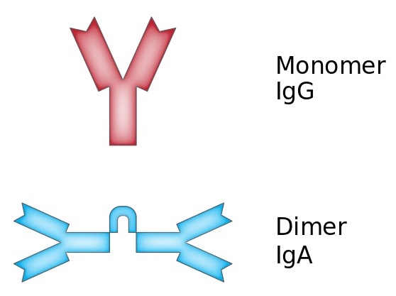 Main Difference - H. Pylori IGG vs IGA