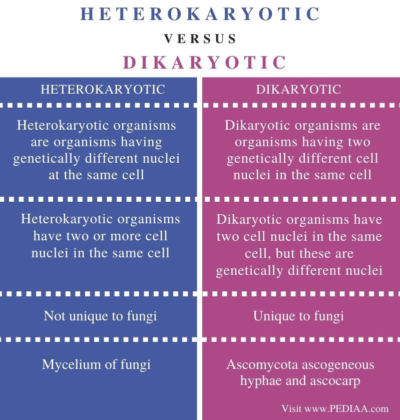 Difference Between Heterokaryotic and Dikaryotic - Comparison Summary