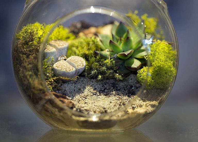 What is the Difference Between Aquarium and Terrarium