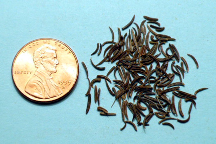Key Difference - Black Seeds vs Black Cumin Seeds