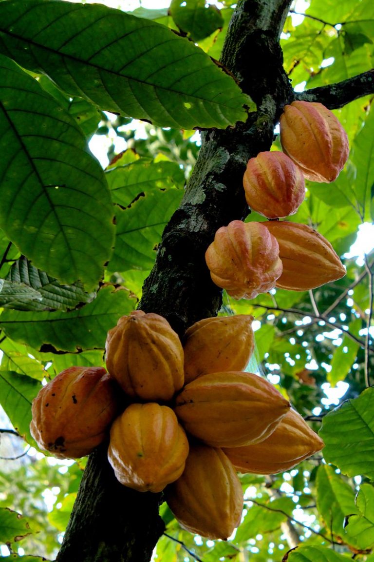What is the Difference Between Cocoa and Cacao