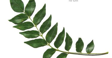 Difference Between Curry Leaves and Bay Leaves