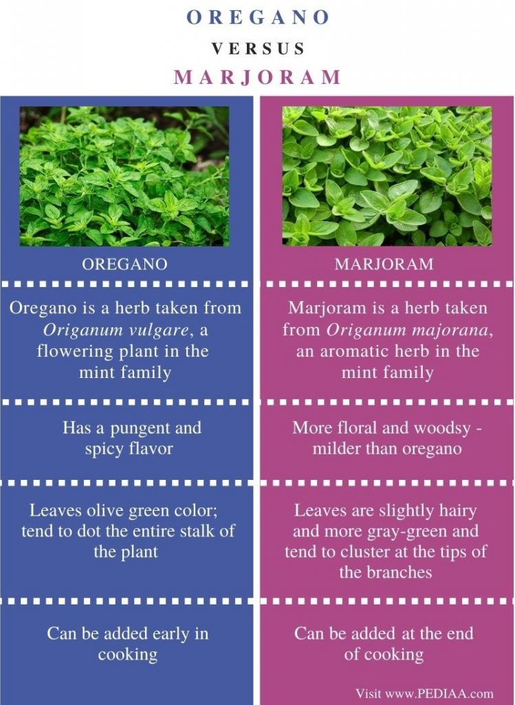 What is the Difference Between Oregano and Marjoram