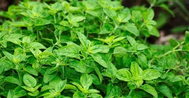 Difference Between Oregano and Marjoram