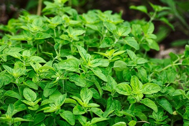 Difference Between Oregano and Marjoram