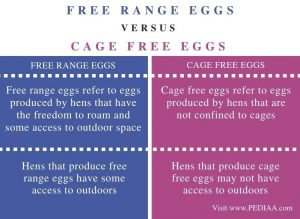 What Is The Difference Between Free Range And Cage Free Eggs - Pediaa.Com