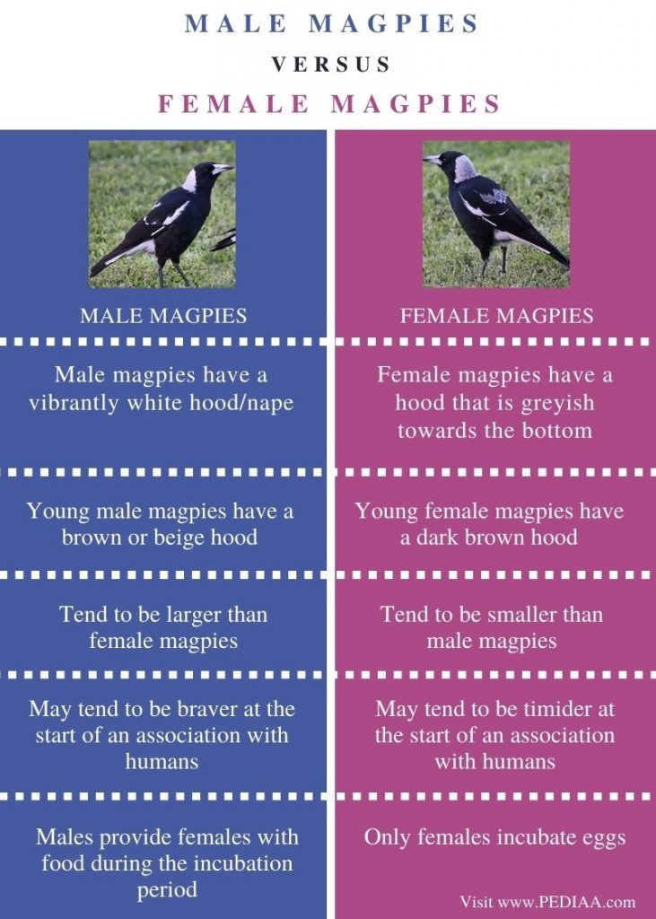 What Does 10 Magpies Mean at Mark Goodwin blog