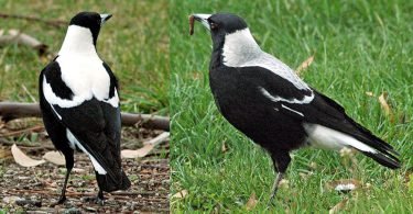 Main Difference - Male vs Female Magpies