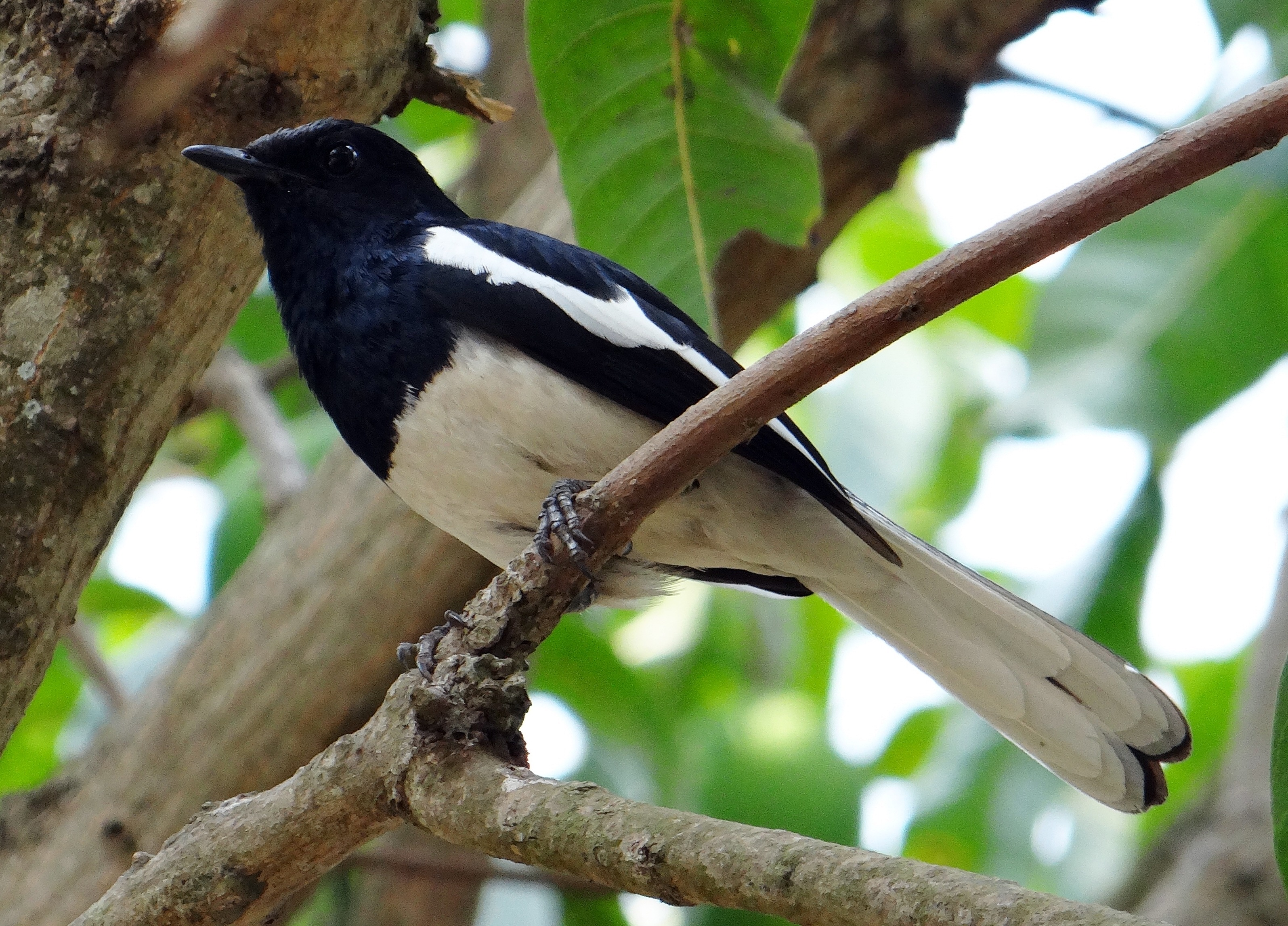 What Is The Difference Between Male And Female Magpies - Pediaa.Com