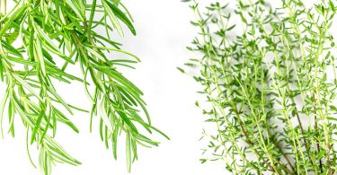 Difference Between Thyme and Rosemary