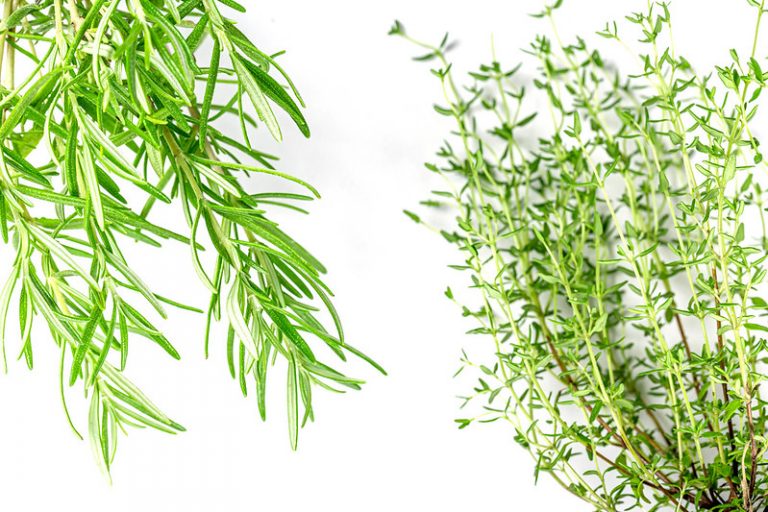 What is the Difference Between Thyme and Rosemary