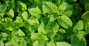 Difference Between Mint and Peppermint