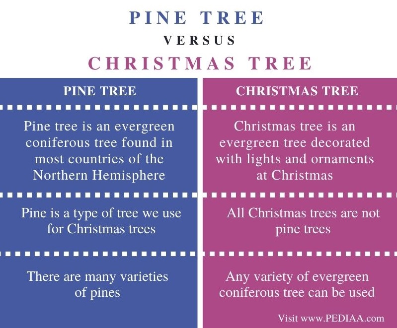 What is the Difference Between Pine Tree and Christmas Tree