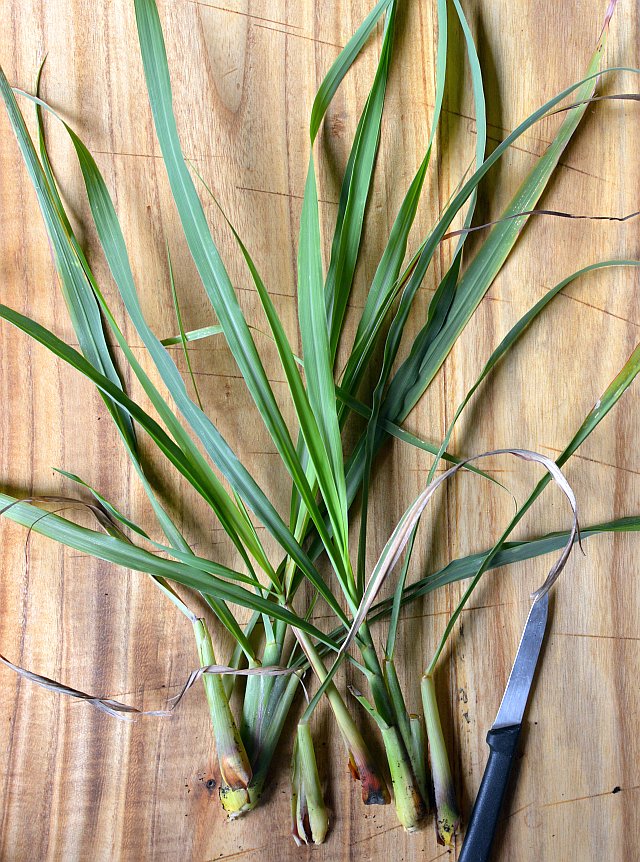 Difference Between Lemon Grass and Citronella