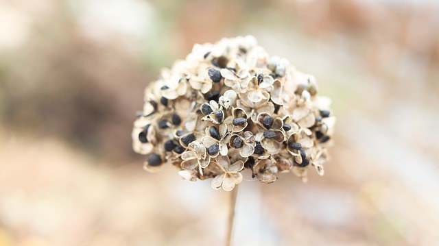 Difference Between Black Seed and Onion Seed