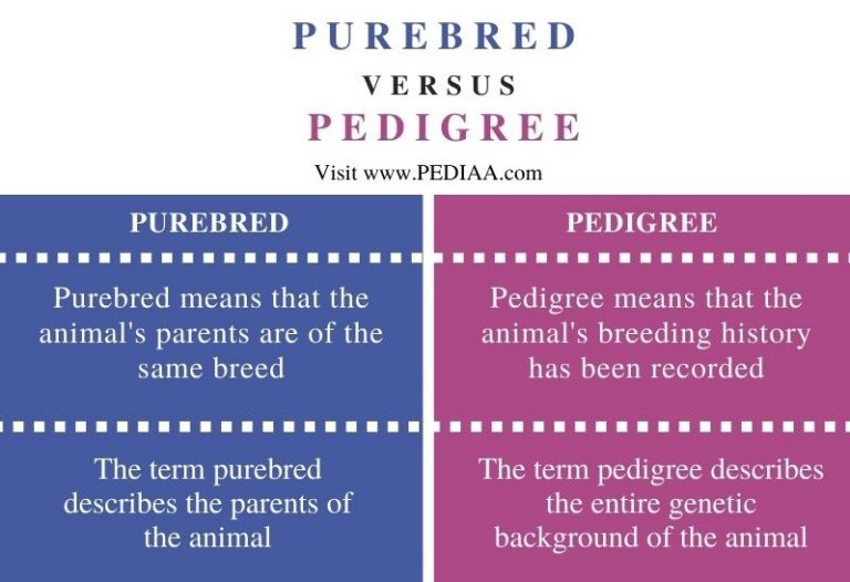 what-is-the-difference-between-purebred-and-pedigree-pediaa-com