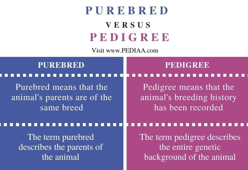 what does pedigree mean for a dog