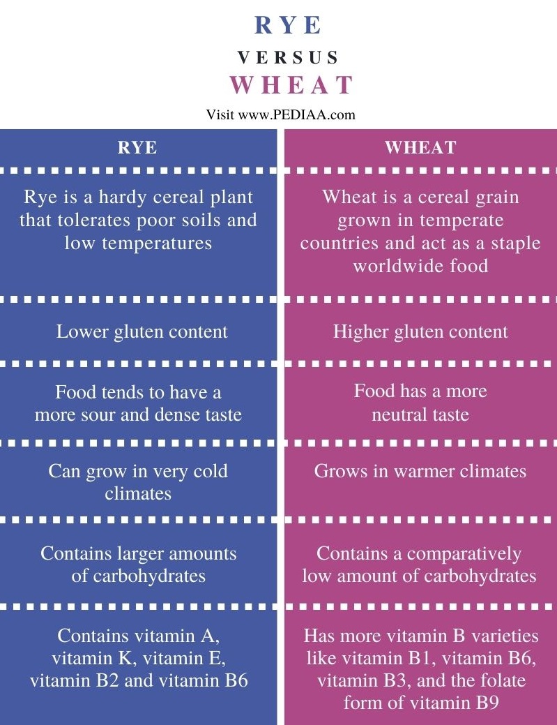 Difference Between Rye and Wheat - Comparison Summary