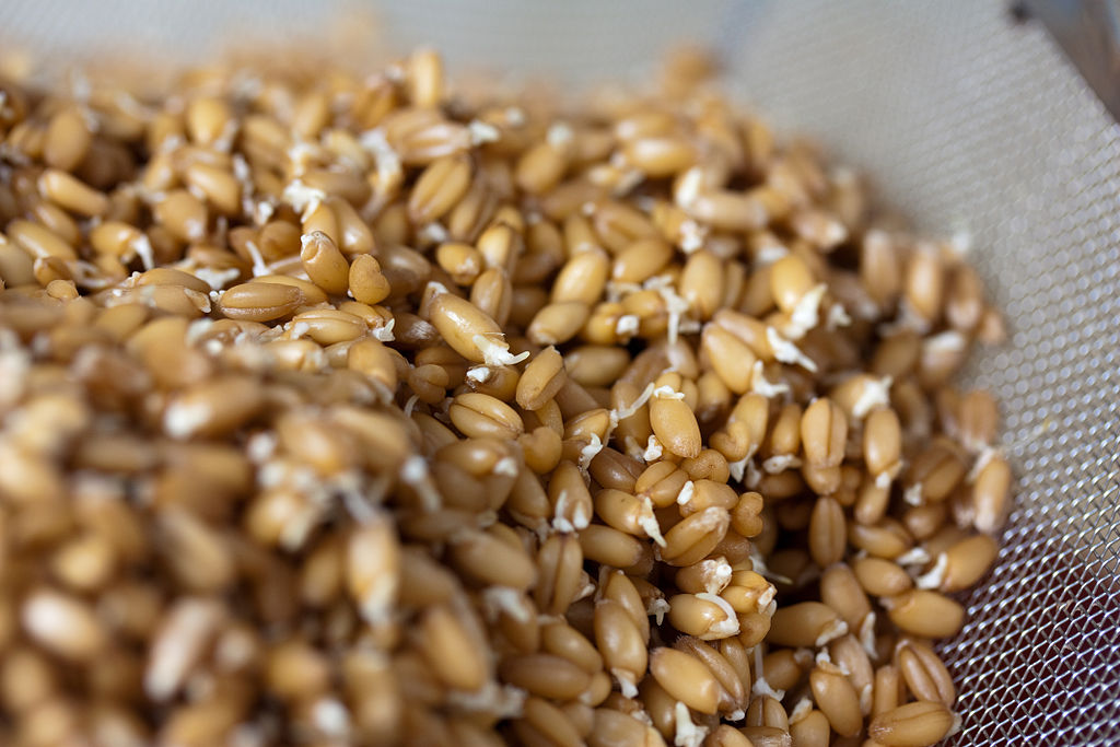 what-is-the-difference-between-sprouted-wheat-and-whole-wheat-pediaa-com