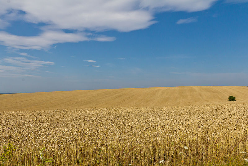 Key Difference - Grains vs Cereals
