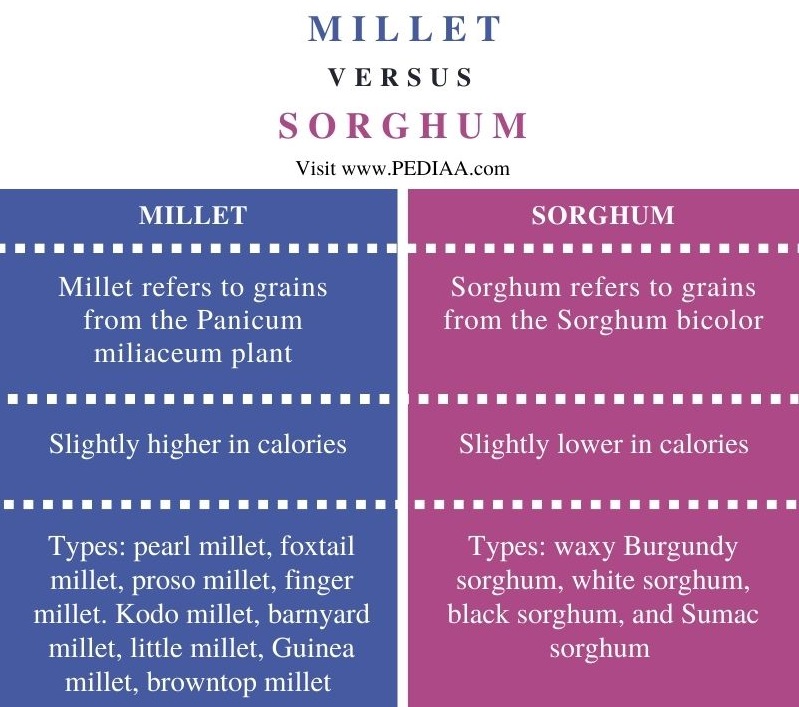Difference Between Millet and Sorghum - Comparison Summary