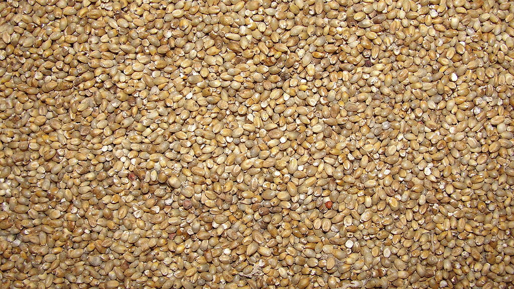 Difference Between Millet and Sorghum