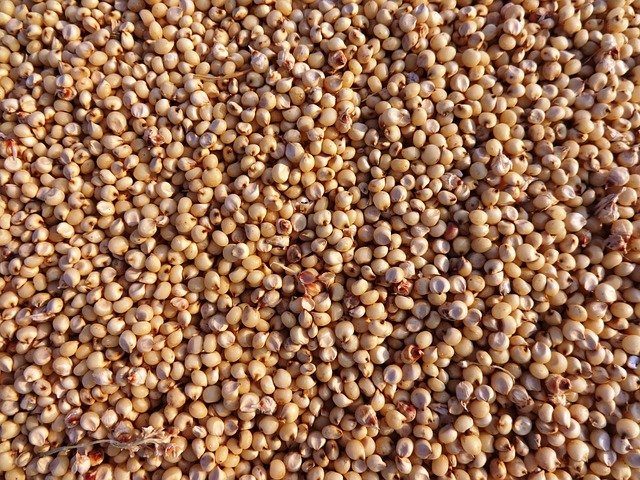 what-is-the-difference-between-millet-and-sorghum-pediaa-com