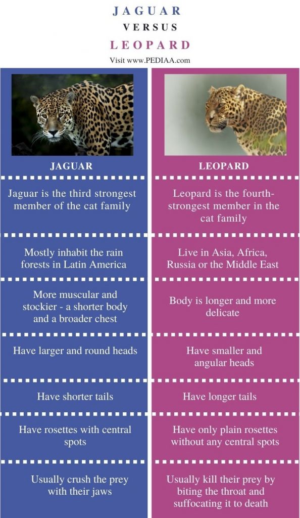 Difference Between Jaguar and Leopard - Comparison Summary