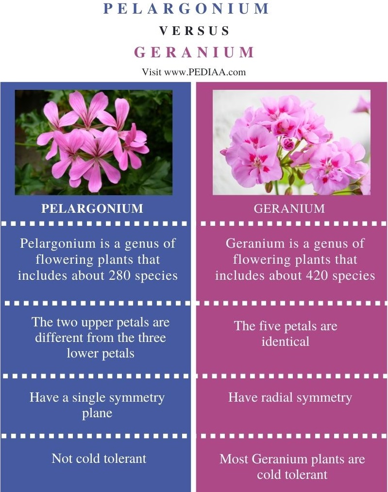 Difference Between Pelargonium and Geranium - Comparison Summary