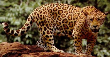 Jaguar vs Leopard