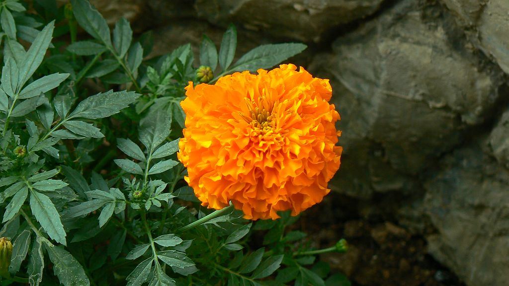 What is the Difference Between African and French Marigold
